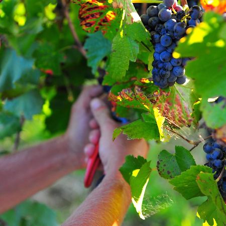 Mayfield Vineyard Orange Esterno foto