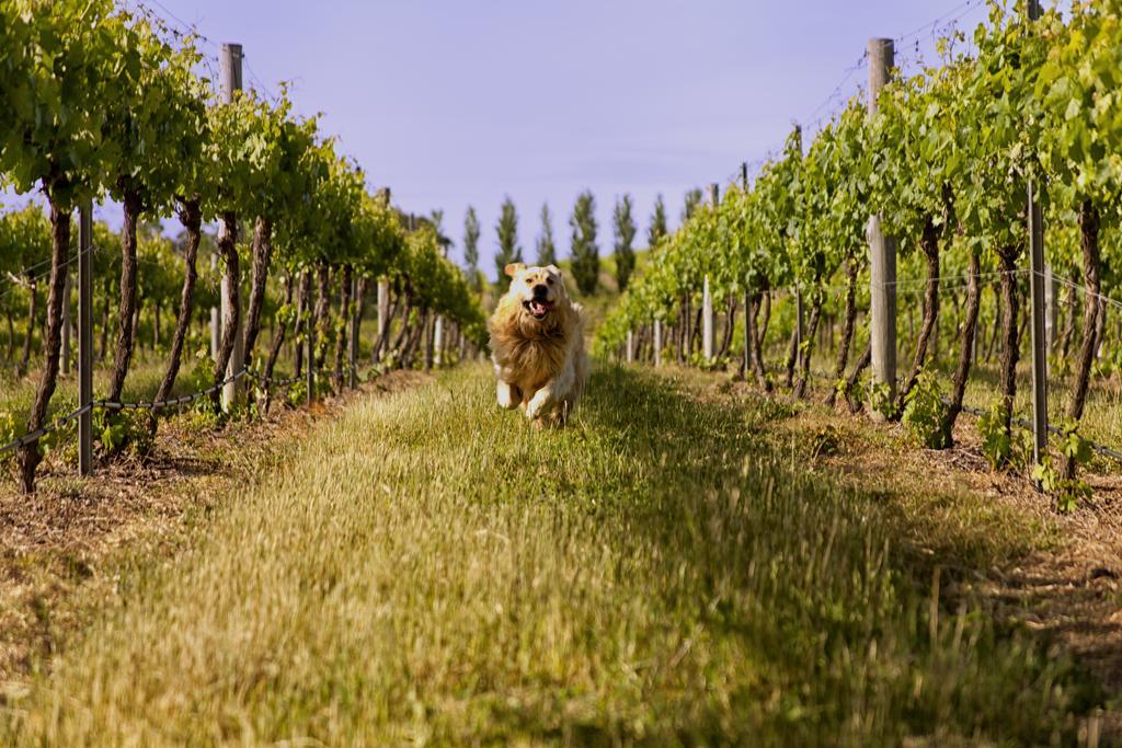 Mayfield Vineyard Orange Esterno foto