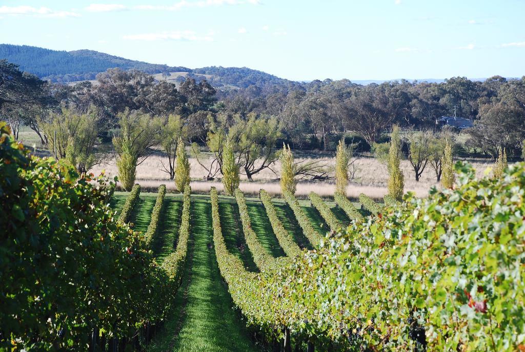 Mayfield Vineyard Orange Esterno foto