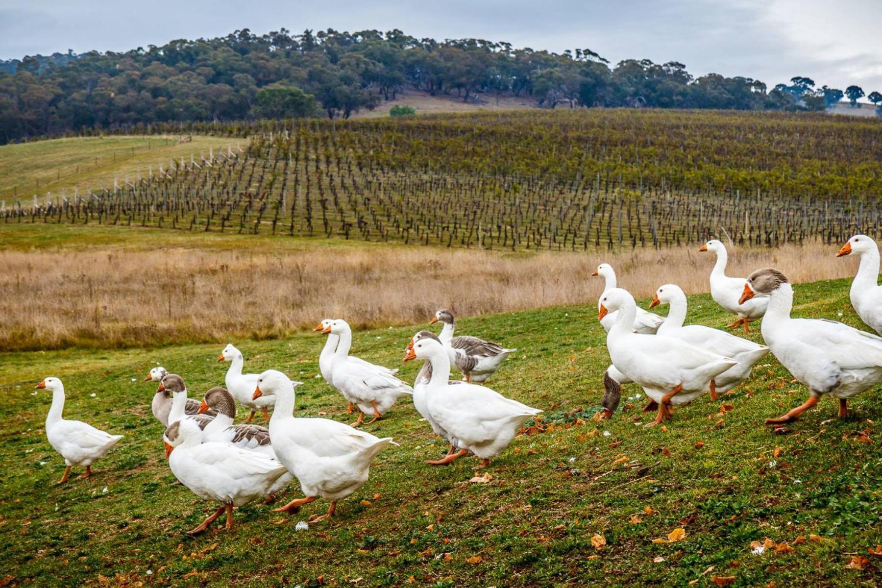 Mayfield Vineyard Orange Esterno foto