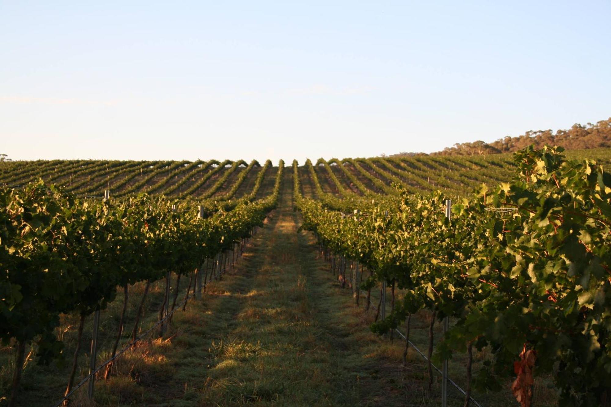 Mayfield Vineyard Orange Esterno foto