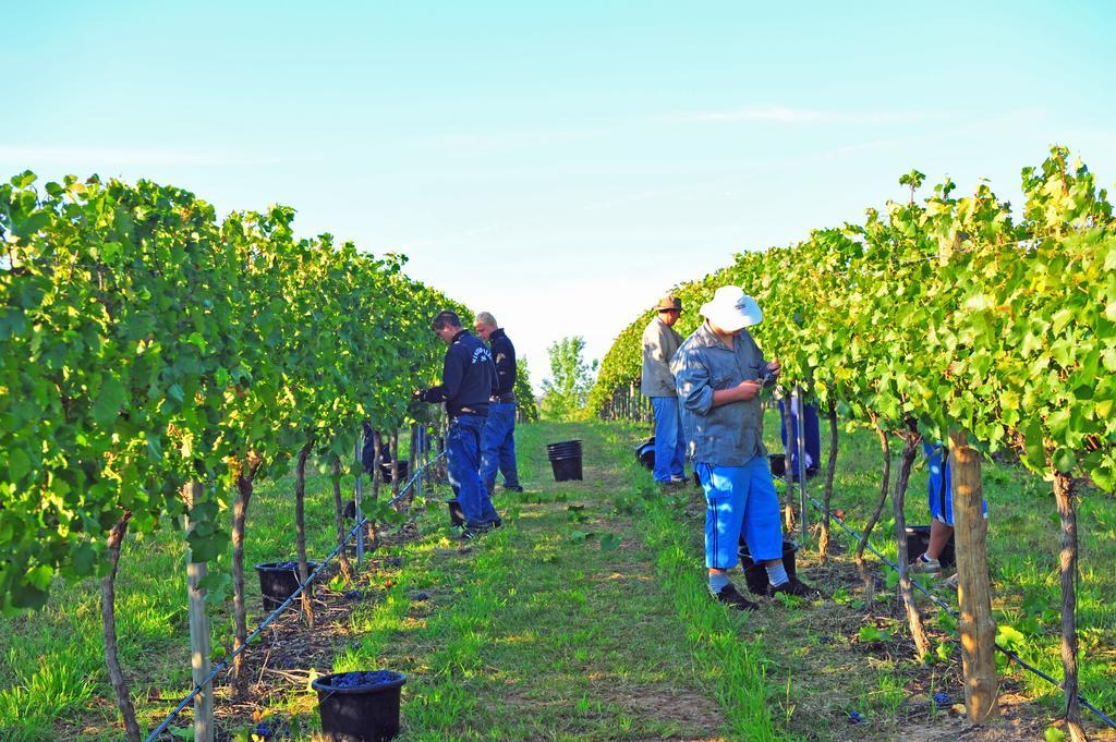 Mayfield Vineyard Orange Esterno foto