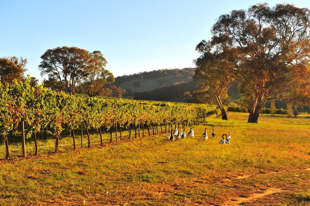 Mayfield Vineyard Orange Esterno foto