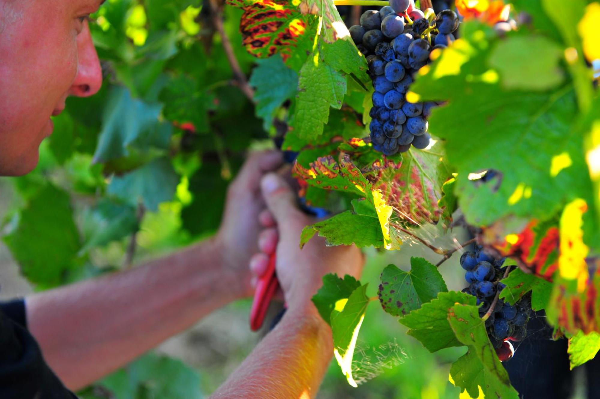 Mayfield Vineyard Orange Esterno foto