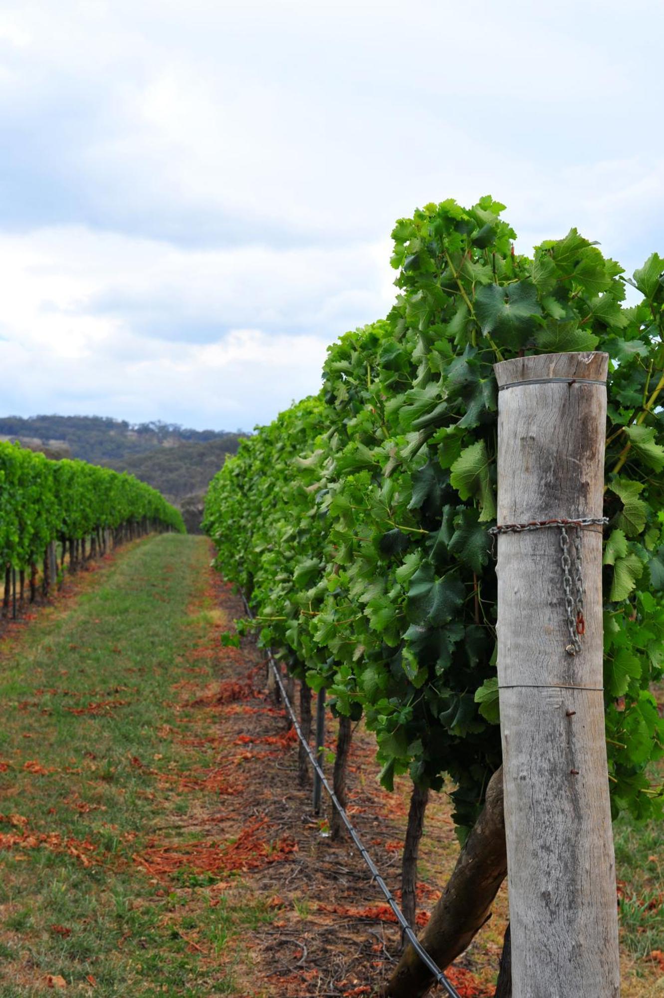 Mayfield Vineyard Orange Esterno foto